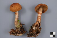 Cortinarius armillatus image